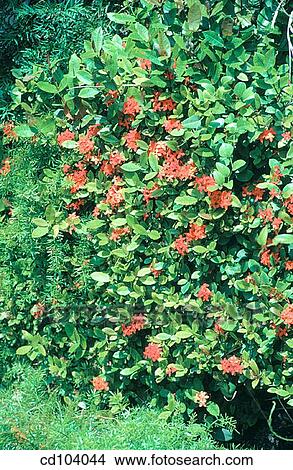 Ixora hedge and Asparagus Fern (Asparagus sprengeri) View Large Photo Image Picture - Ixora hedge and Asparagus Fern (Asparagus sprengeri). Fotosearch