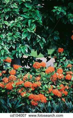 Ixora View Large Photo Image Stock Photo - Ixora. Fotosearch