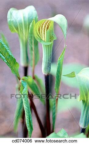Jack-in-the-pulpit (Arisaema triphyllum) View Large Photo Image Stock Photograph - Jack-in-the-pulpit (Arisaema triphyllum). Fotosearch