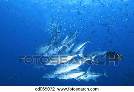 Jacks (Caranx sp. ). Cape San Lucas. Baja California. Mexico. View Large Photo Image Stock Image - Jacks (Caranx sp. ). Cape San Lucas. Baja California. Mexico.. Fotosearch