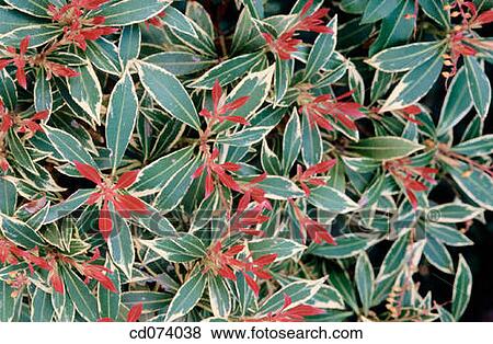 Japanese Andromeda (Pieris japonica) View Large Photo Image Stock Photo - Japanese Andromeda (Pieris japonica). Fotosearch
