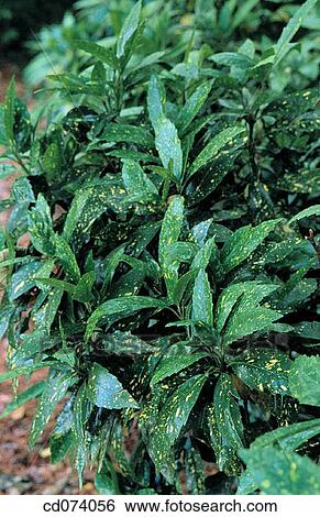 Japanese aucuba, Japanese laurel (Aucuba japonica) View Large Photo Image Stock Photograph - Japanese aucuba, Japanese laurel (Aucuba japonica). Fotosearch