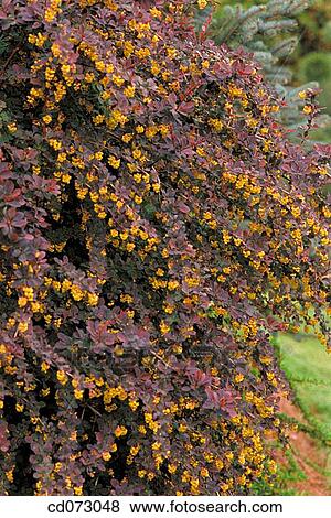 Japanese Barberry (Berberis thunbergii) View Large Photo Image Stock Photo - Japanese Barberry (Berberis thunbergii). Fotosearch
