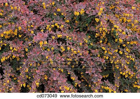 Japanese Barberry (Berberis thunbergii) View Large Photo Image Stock Photo - Japanese Barberry (Berberis thunbergii). Fotosearch