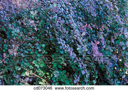 Japanese Barberry (Berberis thunbergii) View Large Photo Image Stock Photograph - Japanese Barberry (Berberis thunbergii). Fotosearch