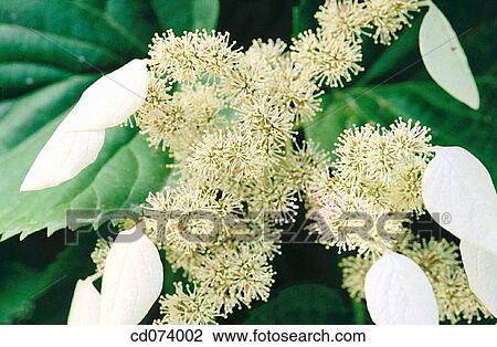 Japanese hydrangea vine (Schizophragma hydrangeoides) View Large Photo Image Stock Image - Japanese hydrangea vine (Schizophragma hydrangeoides). Fotosearch