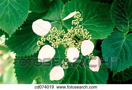 (Japanese hydrangea vine) Schizophragma hydrangeoides View Large Photo Image Stock Photo - (Japanese hydrangea vine) Schizophragma hydrangeoides. Fotosearch