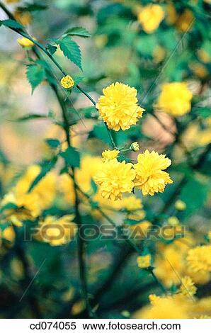 Japanese kerria (Kerria japonica) View Large Photo Image Stock Photography - Japanese kerria (Kerria japonica). Fotosearch