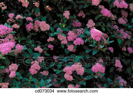 Picture - Japanese Spirea (Spiraea japonica Norman")". Fotosearch