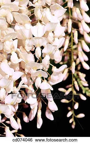 Japanese wisteria (Wisteria floribunda? Reindeer? ) View Large Photo Image Stock Photograph - Japanese wisteria (Wisteria floribunda? Reindeer? ). Fotosearch