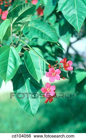 Jatropha peregrina View Large Photo Image Stock Photograph - Jatropha peregrina. Fotosearch
