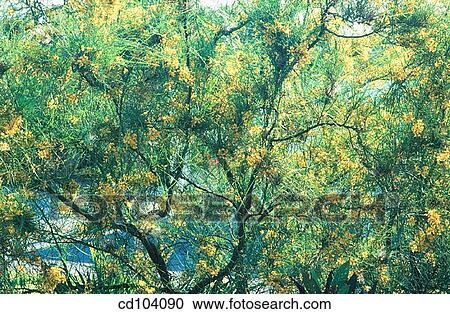 Jerusalem Thorn (Parkinsonia aculeata) View Large Photo Image Stock Image - Jerusalem Thorn (Parkinsonia aculeata). Fotosearch