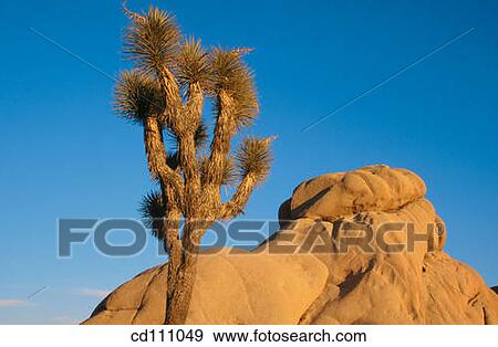 Joshua Tree (Yucca brevifolia). Joshua Tree National Park. California. USA View Large Photo Image Stock Photo - Joshua Tree (Yucca brevifolia). Joshua Tree National Park. California. USA. Fotosearch