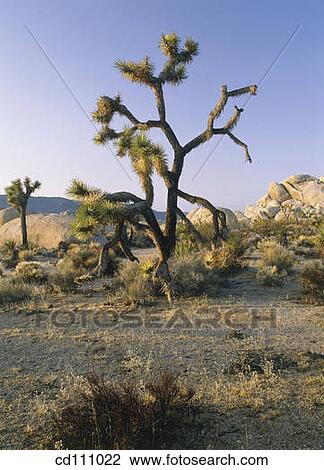 Joshua Trees (Yucca brevifolia). Joshua Tree National Park. California. USA View Large Photo Image Stock Image - Joshua Trees (Yucca brevifolia). Joshua Tree National Park. California. USA. Fotosearch