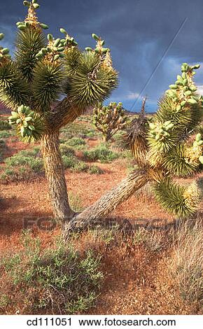 Joshua Trees (Yucca brevifolia). Red Rocks National Park. Nevada. USA View Large Photo Image Stock Image - Joshua Trees (Yucca brevifolia). Red Rocks National Park. Nevada. USA. Fotosearch