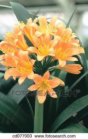 Stock Image - Kaffir Lily (Clivia miniata). Fotosearch