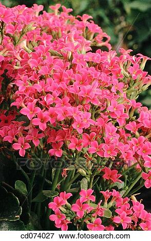 Kalanchoe blossfeldiana, Bryophyllum View Large Photo Image Stock Photo - Kalanchoe blossfeldiana, Bryophyllum. Fotosearch