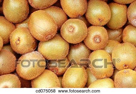 Stock Photo - Kiwis. Fotosearch