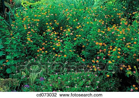 Stock Image - Lantana Miss Huff's Hardy. Fotosearch