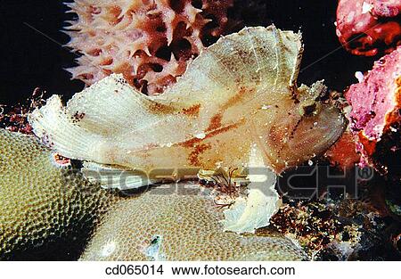 Leaf Scorpionfish (Taenianotus triacanthus). Indonesia. View Large Photo Image Picture - Leaf Scorpionfish (Taenianotus triacanthus). Indonesia.. Fotosearch