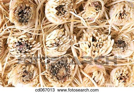 Leeks View Large Photo Image Stock Image - Leeks. Fotosearch