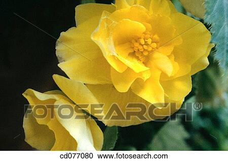 Lemon Bottlebrush (Callistemon citrinus) View Large Photo Image Stock Image - Lemon Bottlebrush (Callistemon citrinus). Fotosearch