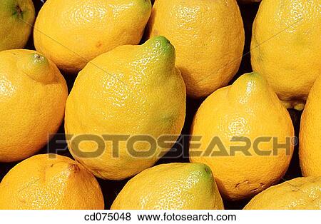 Lemons View Large Photo Image Stock Photo - Lemons. Fotosearch