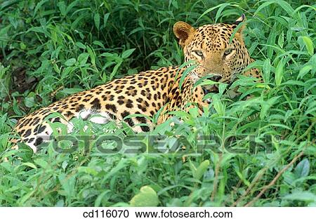 Leopard (Panthera pardus) View Large Photo Image Stock Image - Leopard (Panthera pardus). Fotosearch