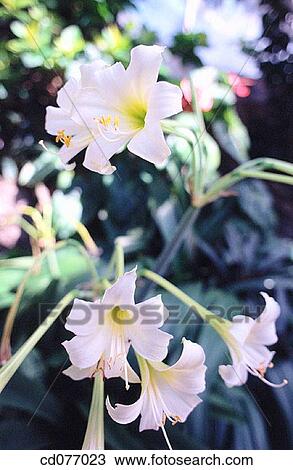 Lilies View Large Photo Image Stock Image - Lilies. Fotosearch