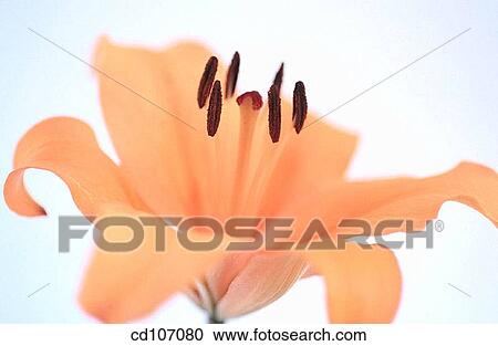 Lily (Lilium hybr. ) View Large Photo Image Stock Image - Lily (Lilium hybr. ). Fotosearch