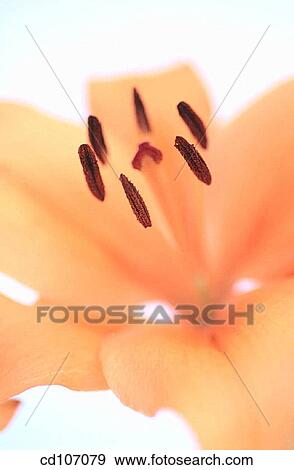 Lily (Lilium hybr. ) View Large Photo Image Stock Photo - Lily (Lilium hybr. ). Fotosearch