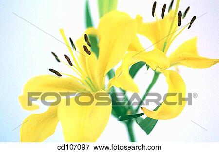 Lily (Lilium hybr. ) View Large Photo Image Stock Photo - Lily (Lilium hybr. ). Fotosearch