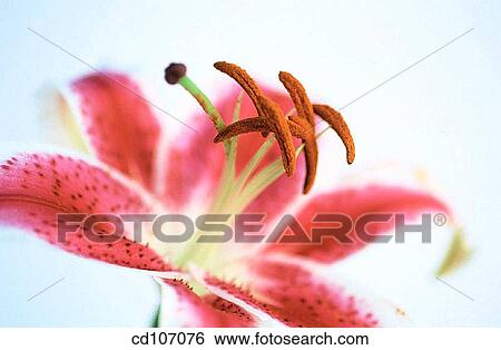 Lily (Lilium hybr. ) View Large Photo Image Stock Photograph - Lily (Lilium hybr. ). Fotosearch