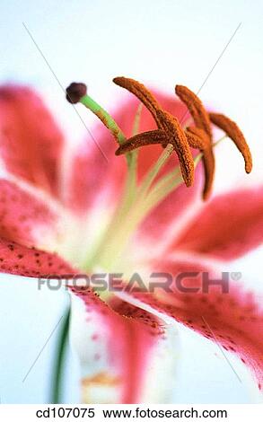 Lily (Lilium hybr. ) View Large Photo Image Stock Photography - Lily (Lilium hybr. ). Fotosearch