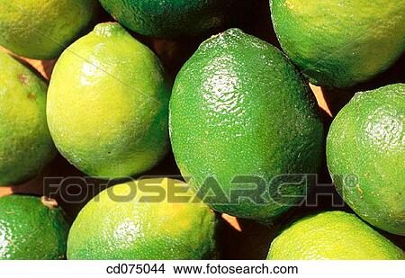 Limes View Large Photo Image Picture - Limes. Fotosearch