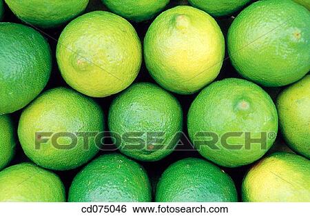 Limes View Large Photo Image Stock Photograph - Limes. Fotosearch