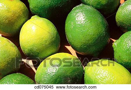 Limes View Large Photo Image Stock Photography - Limes. Fotosearch