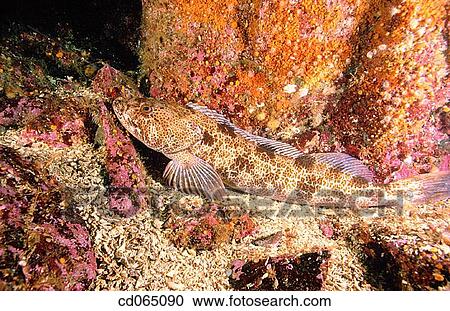 Lingcod (Ophiodon elongatus). Pacific Ocean. View Large Photo Image Stock Image - Lingcod (Ophiodon elongatus). Pacific Ocean.. Fotosearch