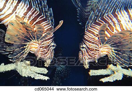 Lionfish (Pterios volitans). Indo-Pacific Ocean. View Large Photo Image Picture - Lionfish (Pterios volitans). Indo-Pacific Ocean.. Fotosearch