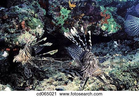 Lionfish (Pterois volitans). Maldive Islands. View Large Photo Image Stock Image - Lionfish (Pterois volitans). Maldive Islands.. Fotosearch