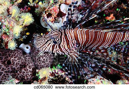 Lionfish (Pterois volitans). Taveuni Island. Fiji Islands. View Large Photo Image Stock Image - Lionfish (Pterois volitans). Taveuni Island. Fiji Islands.. Fotosearch