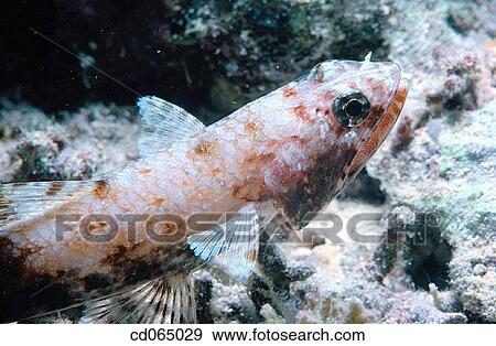Lizardfish. Indo-Pacific Ocean. View Large Photo Image Stock Photo - Lizardfish. Indo-Pacific Ocean.. Fotosearch