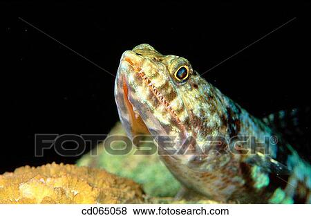Lizardfish (Synodus variegatus). Indo-Pacific Ocean. View Large Photo Image Stock Photo - Lizardfish (Synodus variegatus). Indo-Pacific Ocean.. Fotosearch