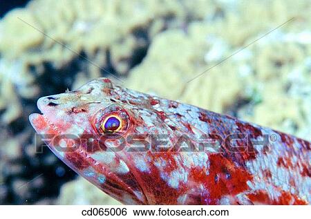 Lizardfish (Synodus variegatus). Indo-Pacific Ocean. View Large Photo Image Stock Photograph - Lizardfish (Synodus variegatus). Indo-Pacific Ocean.. Fotosearch