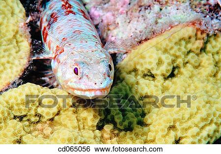 Lizardfish (Synodus variegatus). Micronesia. View Large Photo Image Stock Photograph - Lizardfish (Synodus variegatus). Micronesia.. Fotosearch