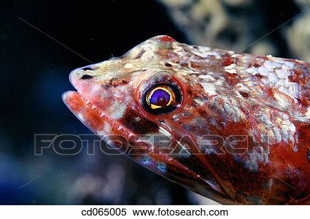 Lizardfish (Synodus variegatus). Indo-Pacific Ocean. View Large Photo Image Stock Photography - Lizardfish (Synodus variegatus). Indo-Pacific Ocean.. Fotosearch
