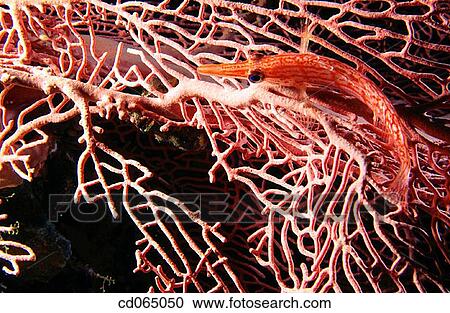 Longnose Hawkfish (Oxycirrhites typus). Maldive Islands. View Large Photo Image Stock Image - Longnose Hawkfish (Oxycirrhites typus). Maldive Islands.. Fotosearch