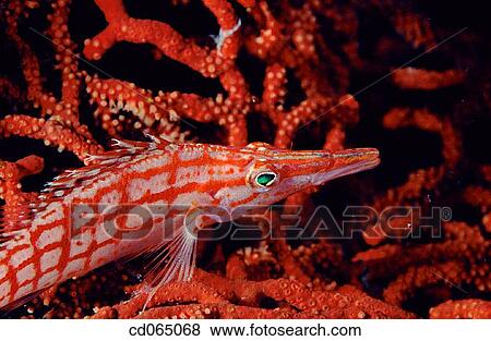 Longnose Hawkfish (Oxycirrhites typus). Indonesia. View Large Photo Image Stock Photo - Longnose Hawkfish (Oxycirrhites typus). Indonesia.. Fotosearch