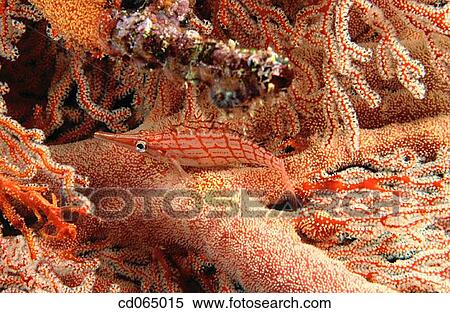 Longnose Hawkfish (Oxycirrhites typus). Banda Sea. Indonesia. View Large Photo Image Stock Photography - Longnose Hawkfish (Oxycirrhites typus). Banda Sea. Indonesia.. Fotosearch