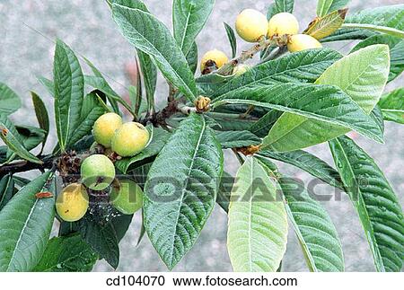 Loquat (Eriobotrya japonica) View Large Photo Image Stock Image - Loquat (Eriobotrya japonica). Fotosearch